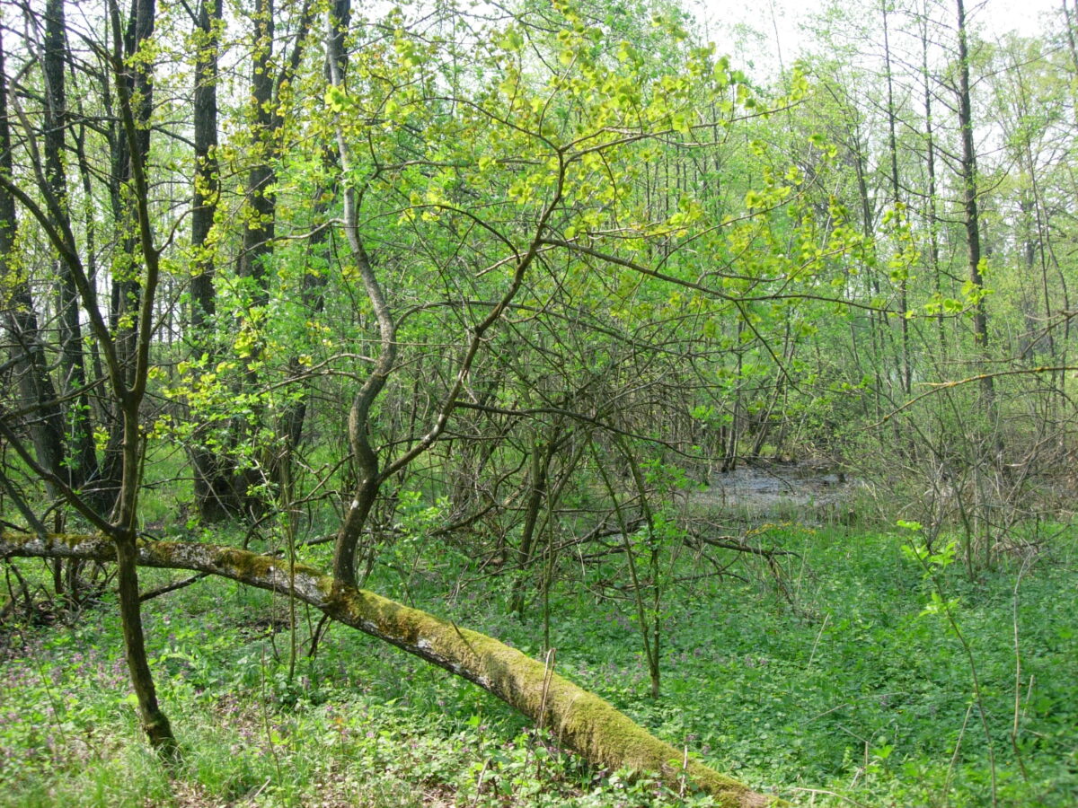 Umgestürzter Baum im Gmöser Moor, im Hintergrund Wasser