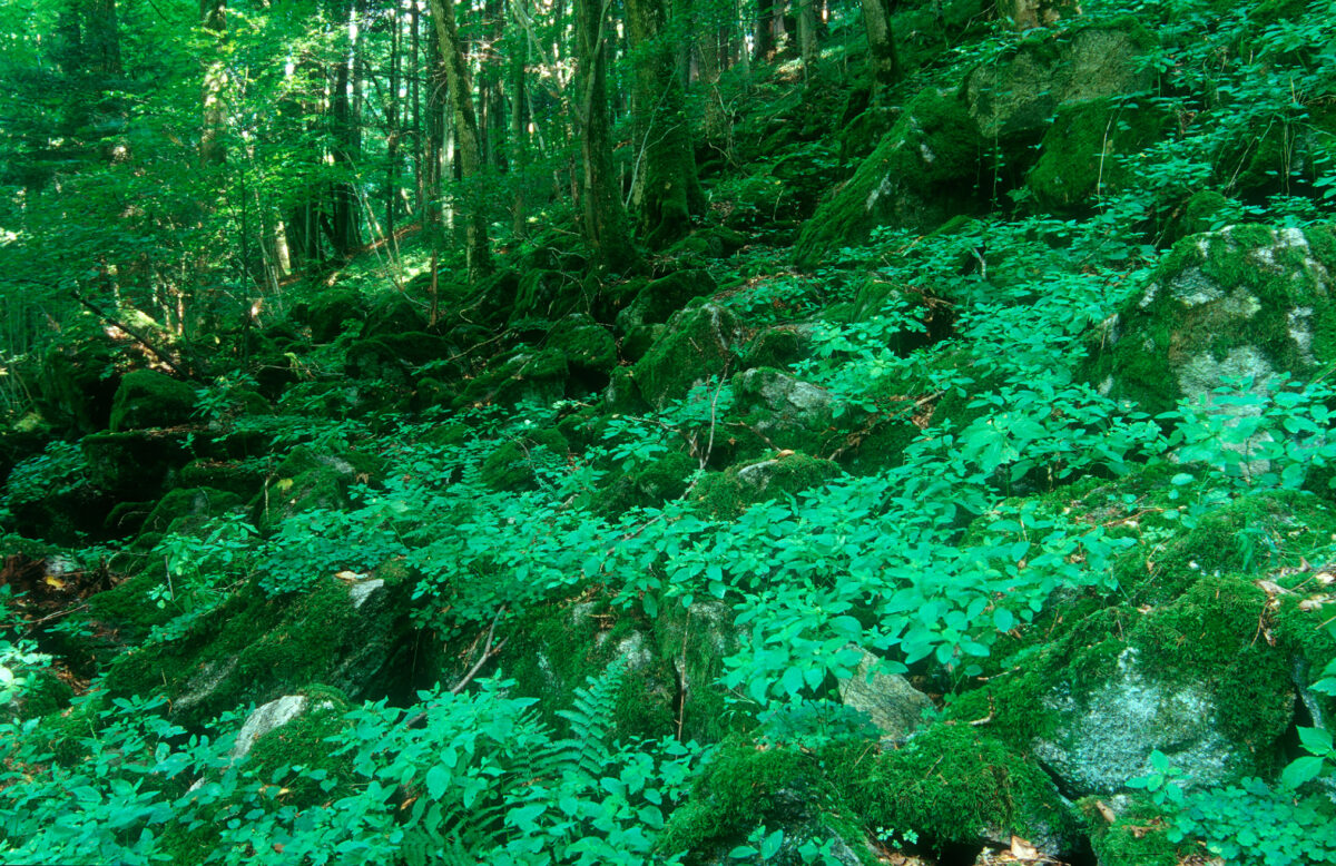 Bewaldeter Blockstrom im Aschachtal