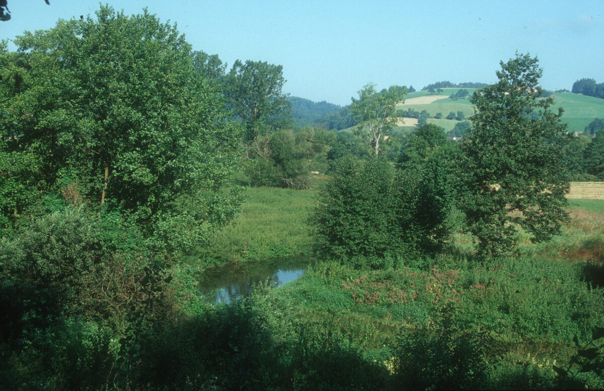 Blick auf den Leitenbach inmitten einer grünen Landschaft mit Wiese und Bäumen im Naturschutzgebiet Koaserin