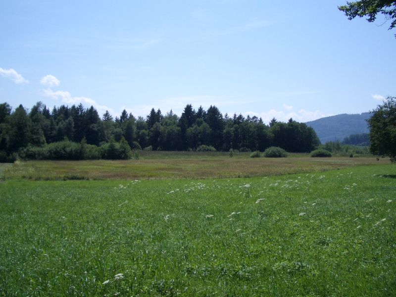 Grüne Wiese und Baumgruppe im Gerlhamer Moor