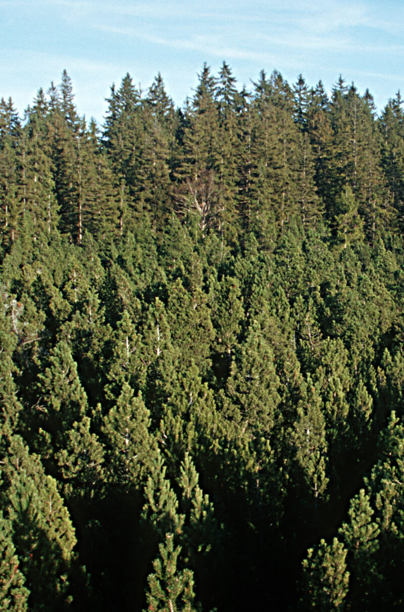 Blick auf Bäume im Tanner-Moor, das das größte Kiefernhochmoor Österreichs