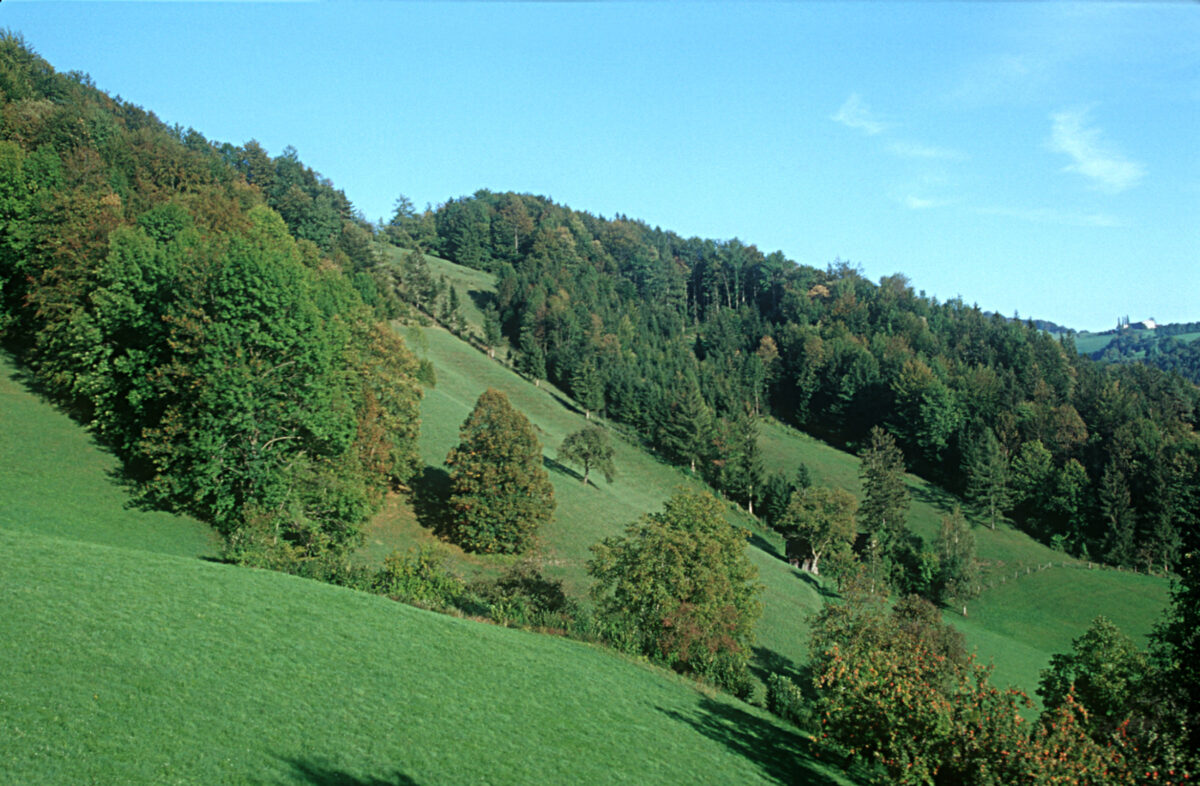Blick auf den Hügel mit grünen Wiesen, vereinzelten Bäumen und Waldfläche der Kalksteinmauer Laussa