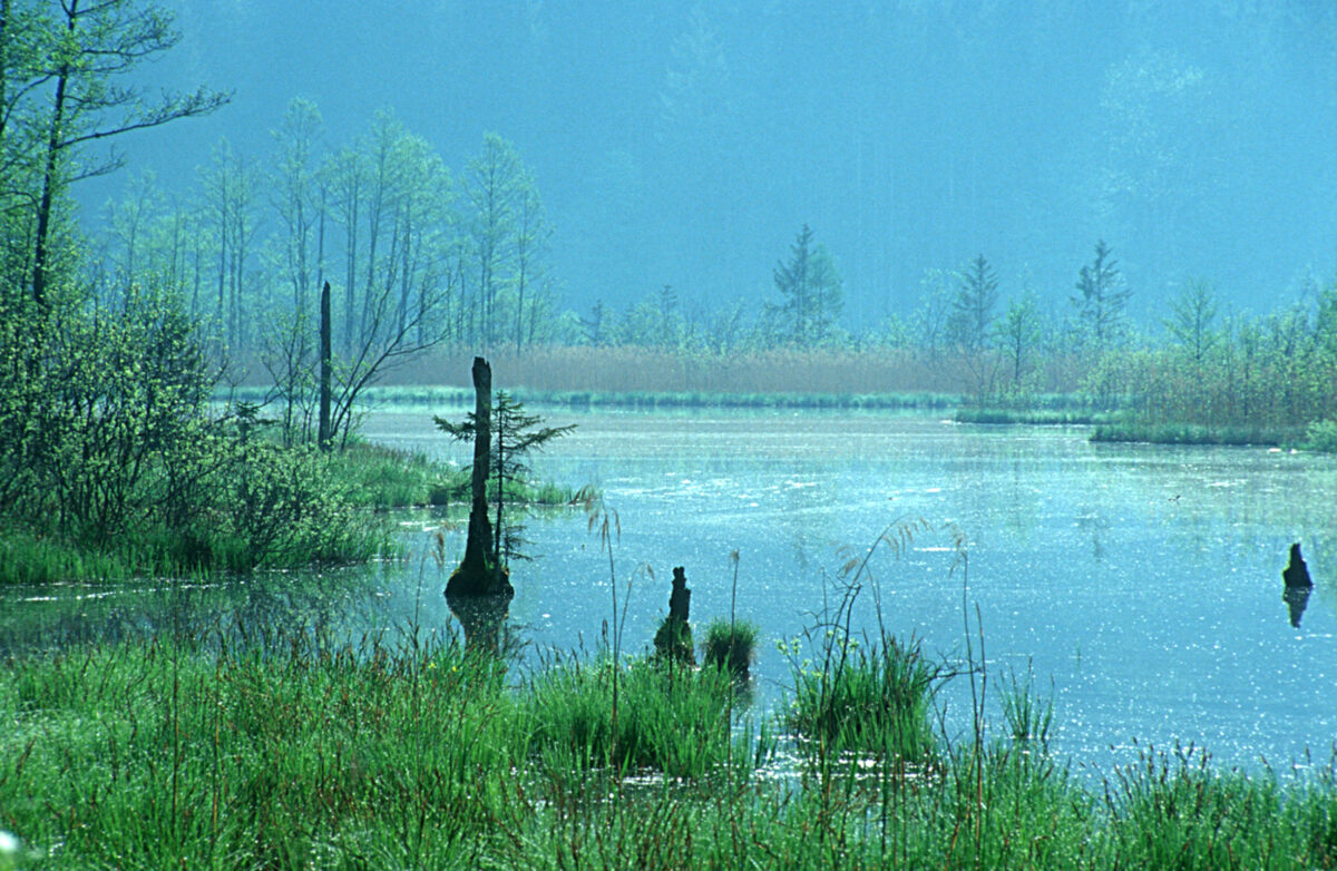 Westufer des Almsees im Salzkammergut mit Wasserpflanzen