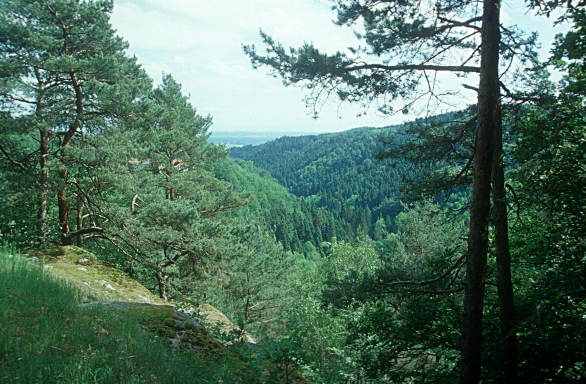 Blick auf das dicht bewaldete Pesenbachtal