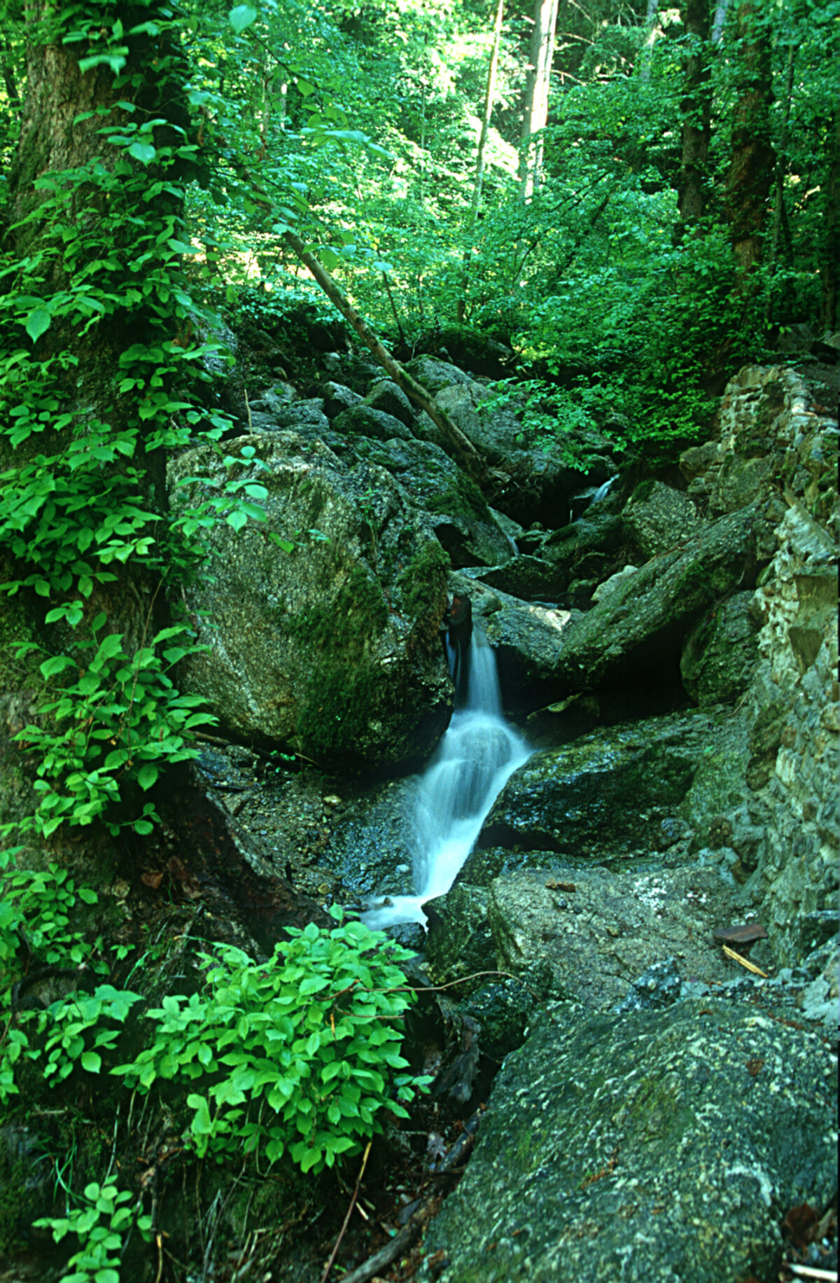 Mini-Wasserfall über Gesteinsblöcke in einem Waldstück - der Zubringer zum Pesenbach