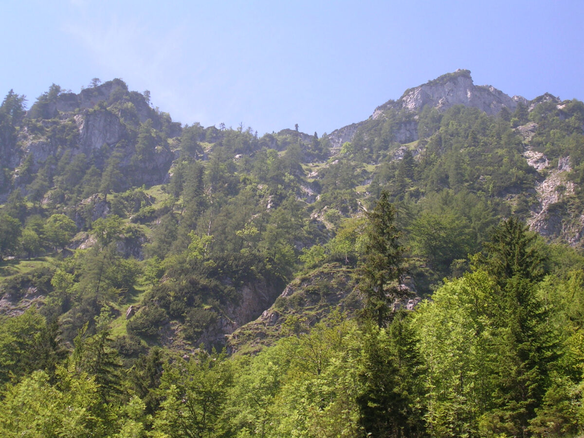 Blick von unten über bewaldetes Gestein in Richtung Himmel auf den Traunstein