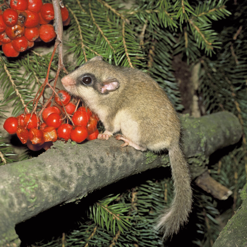 Das Foto zeigt einen Baumschläfer (Dryomys nitedula) sitzend auf dem Ast eines Nadelbaums, vor ihm rote Beeren. Gut sichtbar ist die typische schwarze Umrandung der Augen - wie eine Zorromaske, sein graues Fell, der buschige Sschwnz und das hellgraue Fell auf der Unterseite bis zur Schwanzspitze.