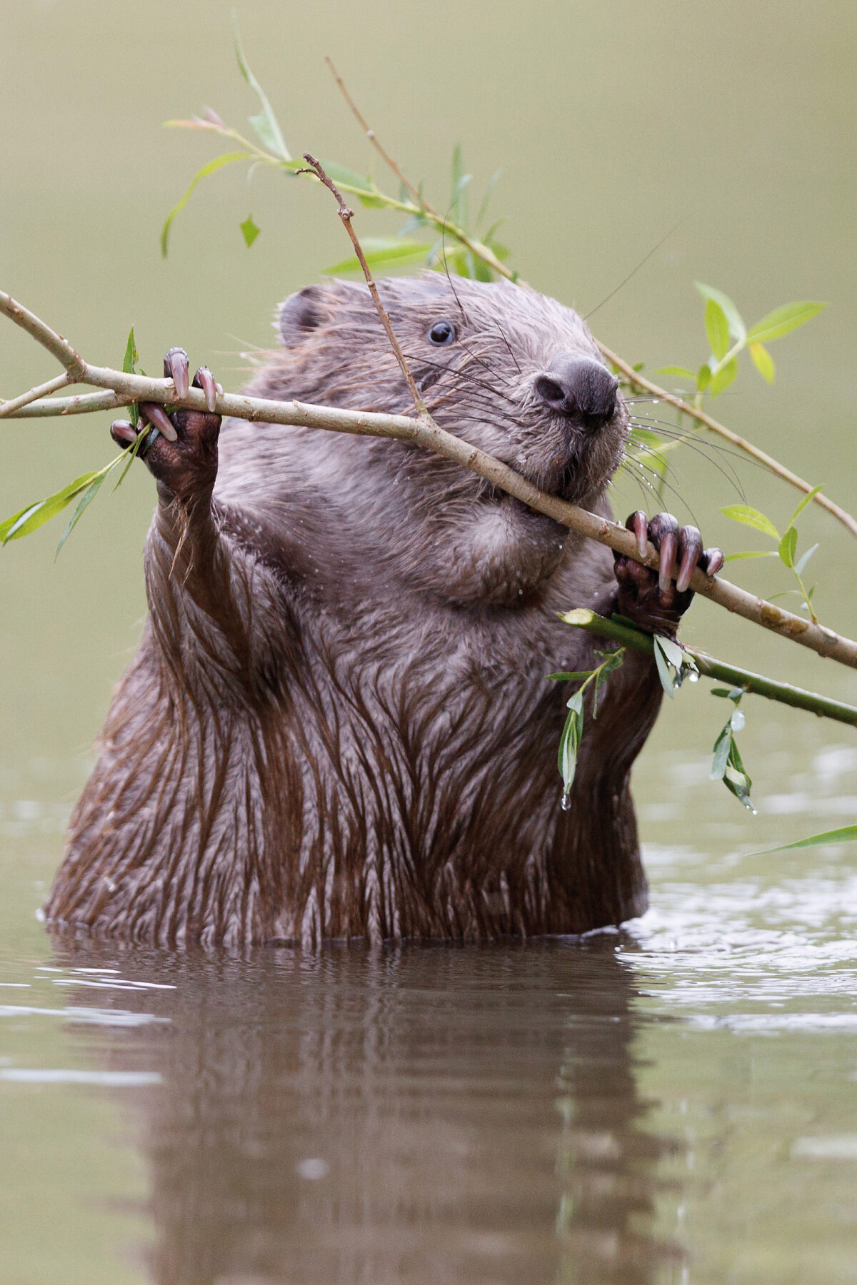 Das Bild zeigt einen europäischen Biber, der zur Hälfte aus dem Wasser ragt und an einem dünnen Weidenast kaut