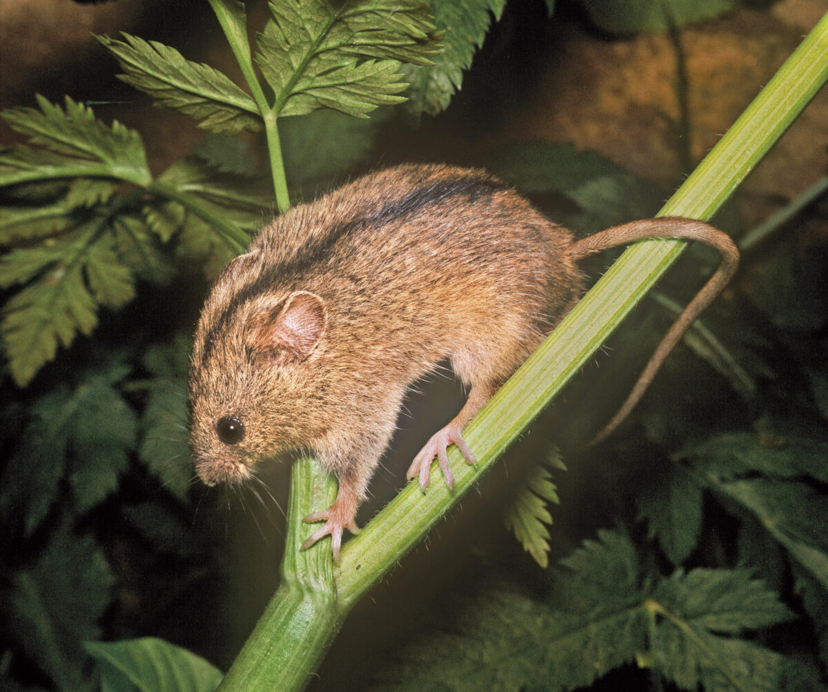 Das Bild zeigt eine Birkenmaus (Sicista betulina), die sich auf dem Stengel einer grünen Pflanze befindet. Die Maus hat ein graubraunes Fell mit einem schwarzen Strich vom Kopf bis zum Schwanz und große, auffällige Augen.
