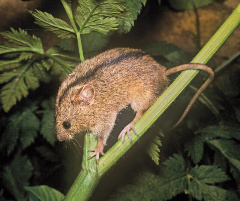Das Bild zeigt eine Birkenmaus (Sicista betulina), die sich auf dem Stengel einer grünen Pflanze befindet. Die Maus hat ein graubraunes Fell mit einem schwarzen Strich vom Kopf bis zum Schwanz und große, auffällige Augen.