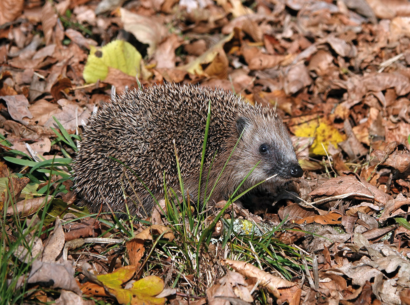 Braunbrustigel, der Richtung Kamera schaut, auf einem Boden, der bedeckt ist von vielen braunen und vereinzelt gelbe Laubblättern