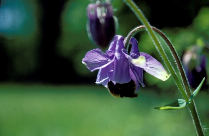 Das Bild zeigt eine Nahaufnahme der Blüte einer gewöhnlichen Akelei (Aquilegia vulgaris) mit zarten, blauen Blütenblättern, die wie eine Glocke nach unten gerichtet sind