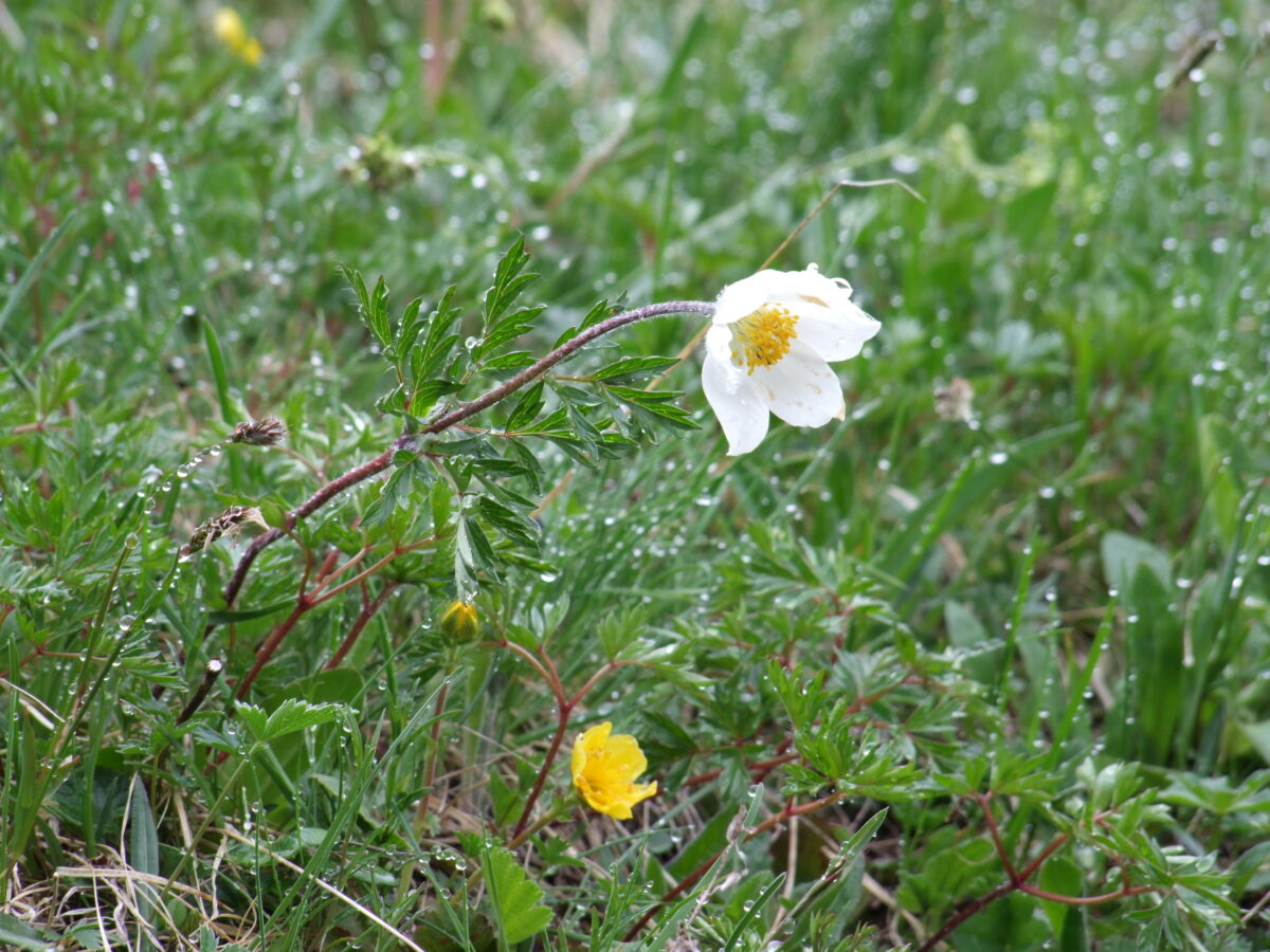 Das Bild zeigt eine einzelne weiße Blüte der Alpen-Küchenschelle (Pulsatilla alpina) mit gelbem Blütengefäß. Auf dem dünnen Stengel sind in der Mitte gefiederte, nach oben gerichtete grüne Blätter angesetzt
