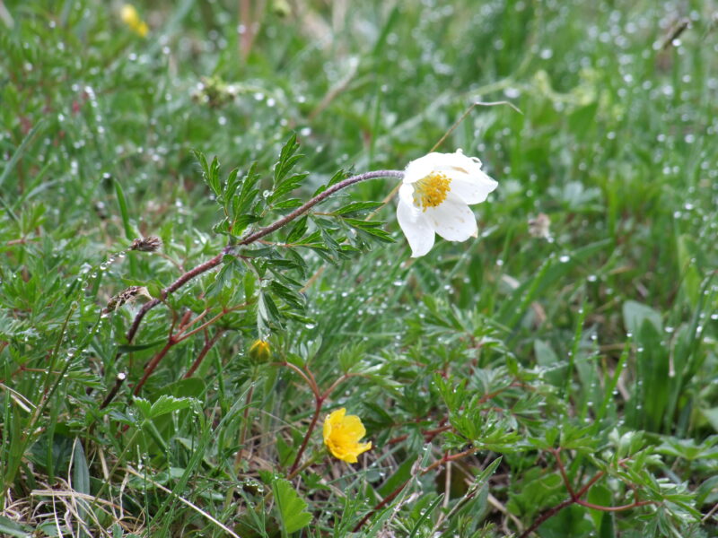 Das Bild zeigt eine einzelne weiße Blüte der Alpen-Küchenschelle (Pulsatilla alpina) mit gelbem Blütengefäß. Auf dem dünnen Stengel sind in der Mitte gefiederte, nach oben gerichtete grüne Blätter angesetzt