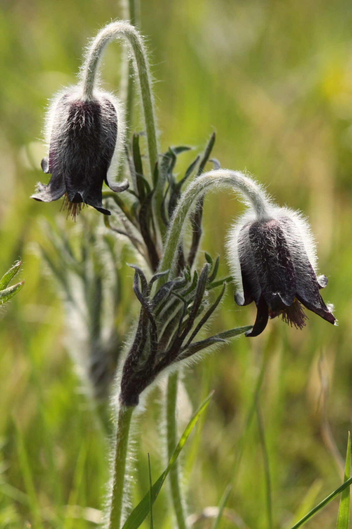 Das Bild zeigt zwei glockenförmig nach unten gerichtete Blüten der Schwarz-Küchenschelle (Pulsatilla nigricans). Die Blüte ist schwarz-violett, am dünnen Stengel ragen fedrige grüne Blätter nach oben