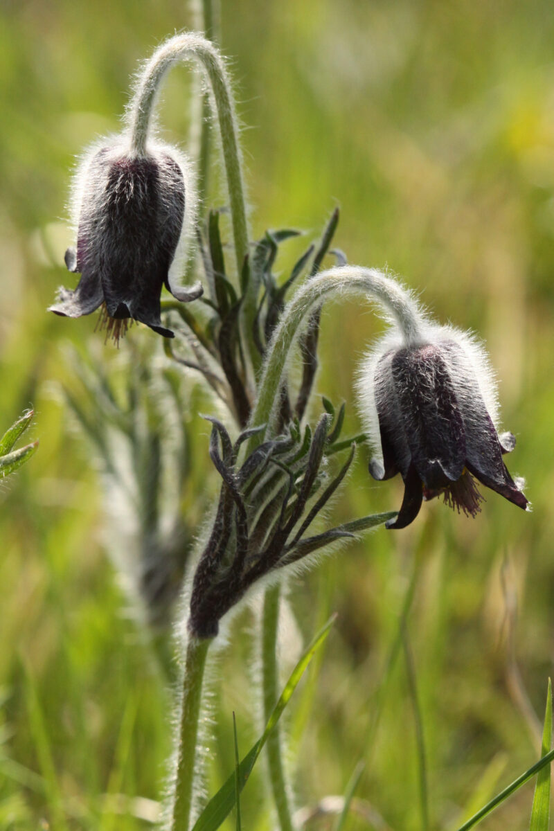 Das Bild zeigt zwei glockenförmig nach unten gerichtete Blüten der Schwarz-Küchenschelle (Pulsatilla nigricans). Die Blüte ist schwarz-violett, am dünnen Stengel ragen fedrige grüne Blätter nach oben