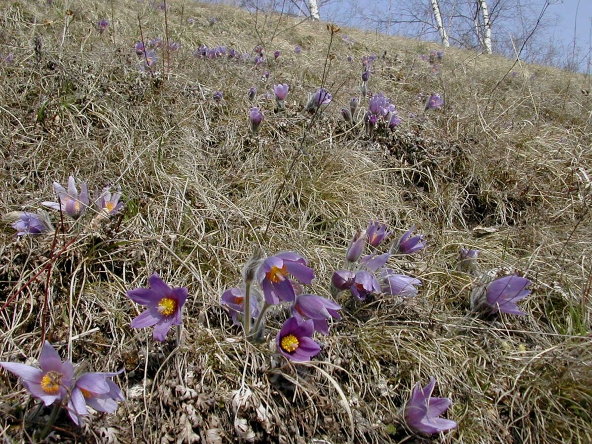 Violette Blüten der Bayern-Küchenschelle auf einer Wiese mit in der Jugend dichter weißlicher / grauer Behaarung; glockenförmige Blüten sitzen am Ende des Stängels und entspringen aus einer Hochblatthülle.