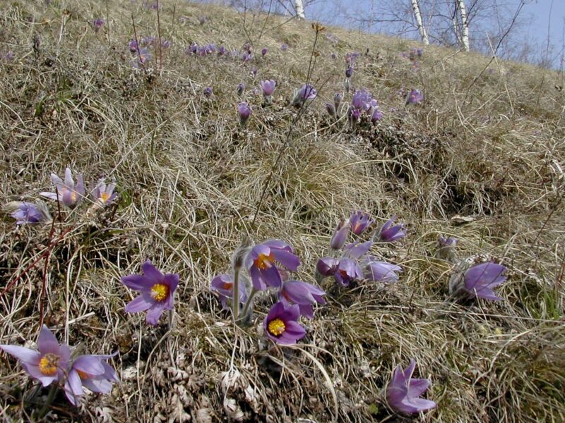 Violette Blüten der Bayern-Küchenschelle auf einer Wiese mit in der Jugend dichter weißlicher / grauer Behaarung; glockenförmige Blüten sitzen am Ende des Stängels und entspringen aus einer Hochblatthülle.