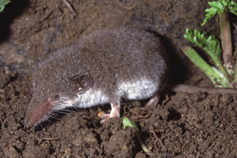 Das Bild zeigt eine Feldspitzmaus (Crocidura leucodon) aus der Vogelperspektive auf krümeliger Erde sitzen. Die Maus hat ein kurzes, graubraunes Fell mit einem sehr hellen Fell am Bauch. Ihre kleinen, dunklen Augen und die schmale, spitze Schnauze sind gut sichtbar. Der lange, dünne Schwanz verläuft hinter ihr. Die Beine sind kurz und leicht zu erkennen.