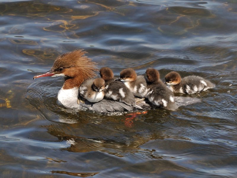 Gänsesäger - Mergus Merganser