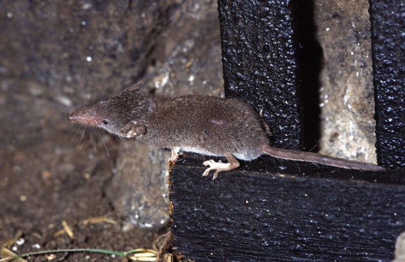 Spitzmaus mit grauem Fell von oben, auf einem schwarzen Holzbalken sitzend, von oben fotografiert. Das sichtbare kurze dünne Beinchen endet mit fünf Zehen. Es ist deutlich die spitze Nase, das graue Fell und der helle Bauch zu erkennen.