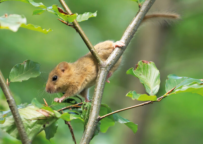 Bild einer hellbraunen Haselmaus mit großen schwarzen Knopfaugen, gestreckt in der Bewegung auf einem Ast mit Blättern