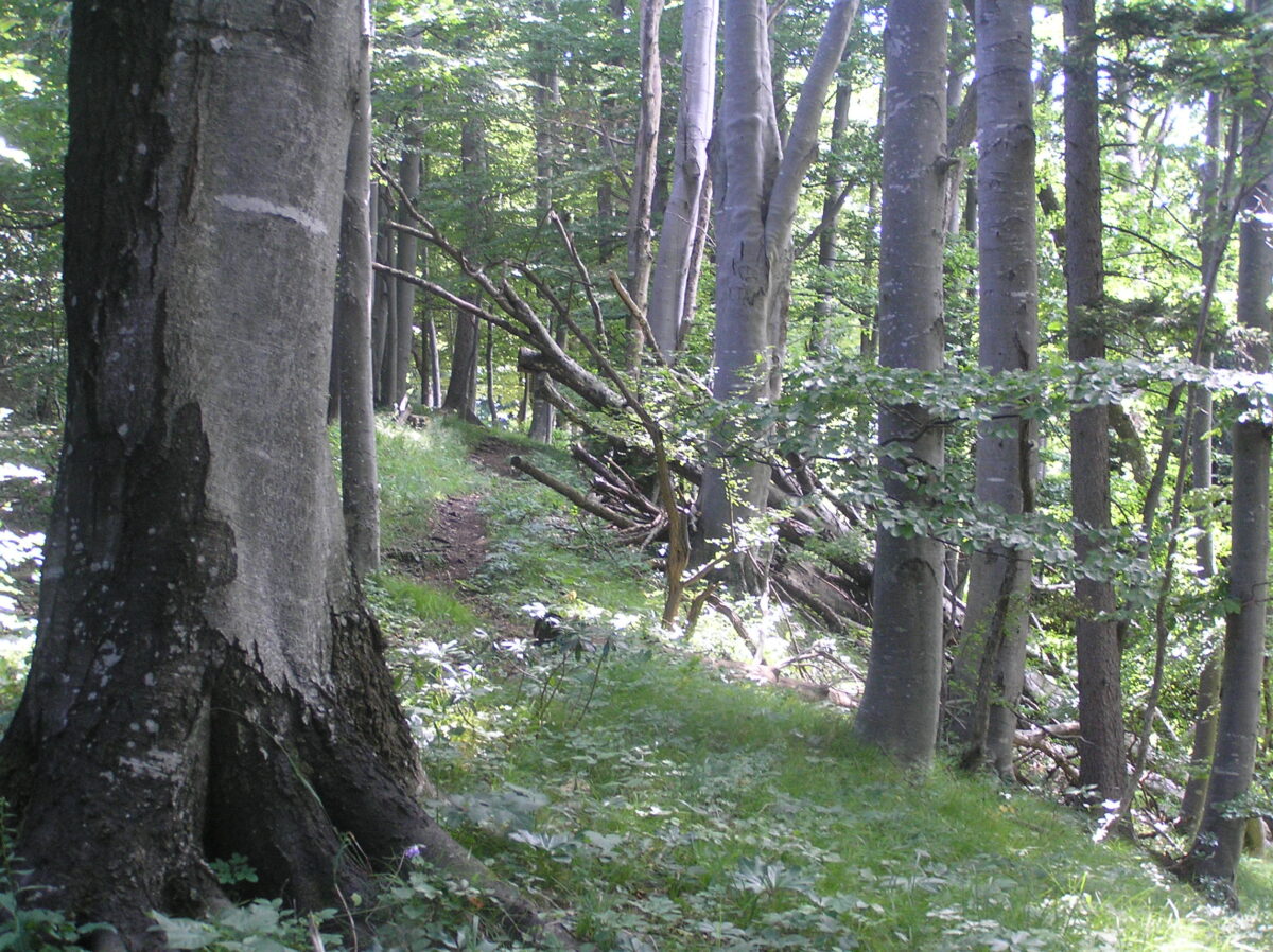 Rotbuchenwald im Naturschutzgebiet Kalksteinmauer Laussa