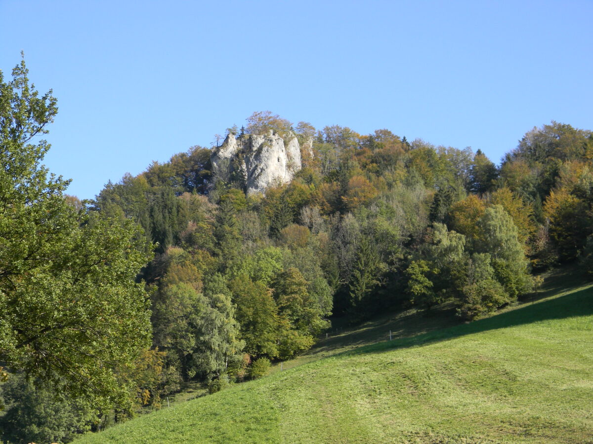 Grüne Wiesenfläche im Vordergrund, dahinter ein Wald, aus dem die Sauzähne in Laussa wie eine Spitze herausragt