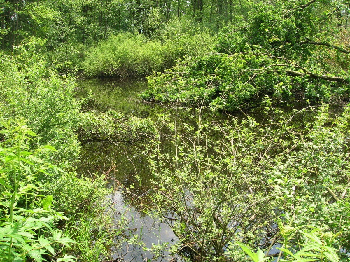 Blick auf einen Teich im Gmöser Moor, umgeben von üppigem Grün