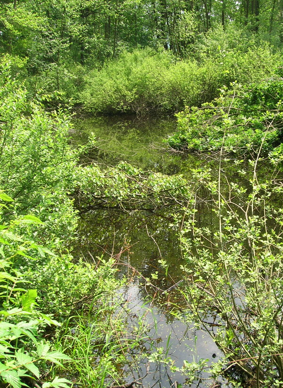 Blick auf einen Teich im Gmöser Moor, umgeben von üppigem Grün