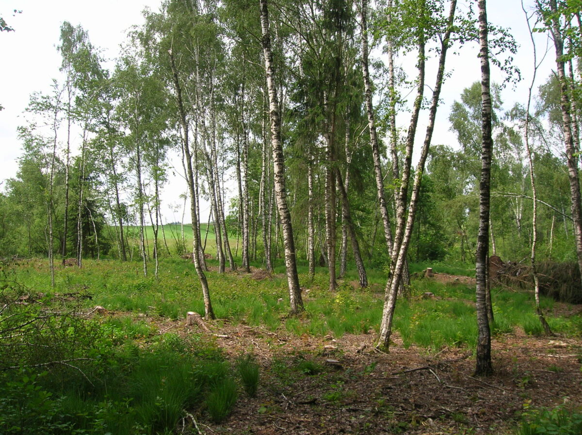 Birkenbruch im Gmöser Moor