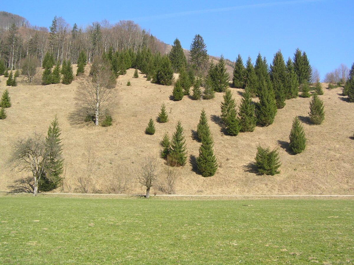Hügel mit vereinzelten Bäumen Wiesenfläche im Naturschutzgebiet Jaidhaus