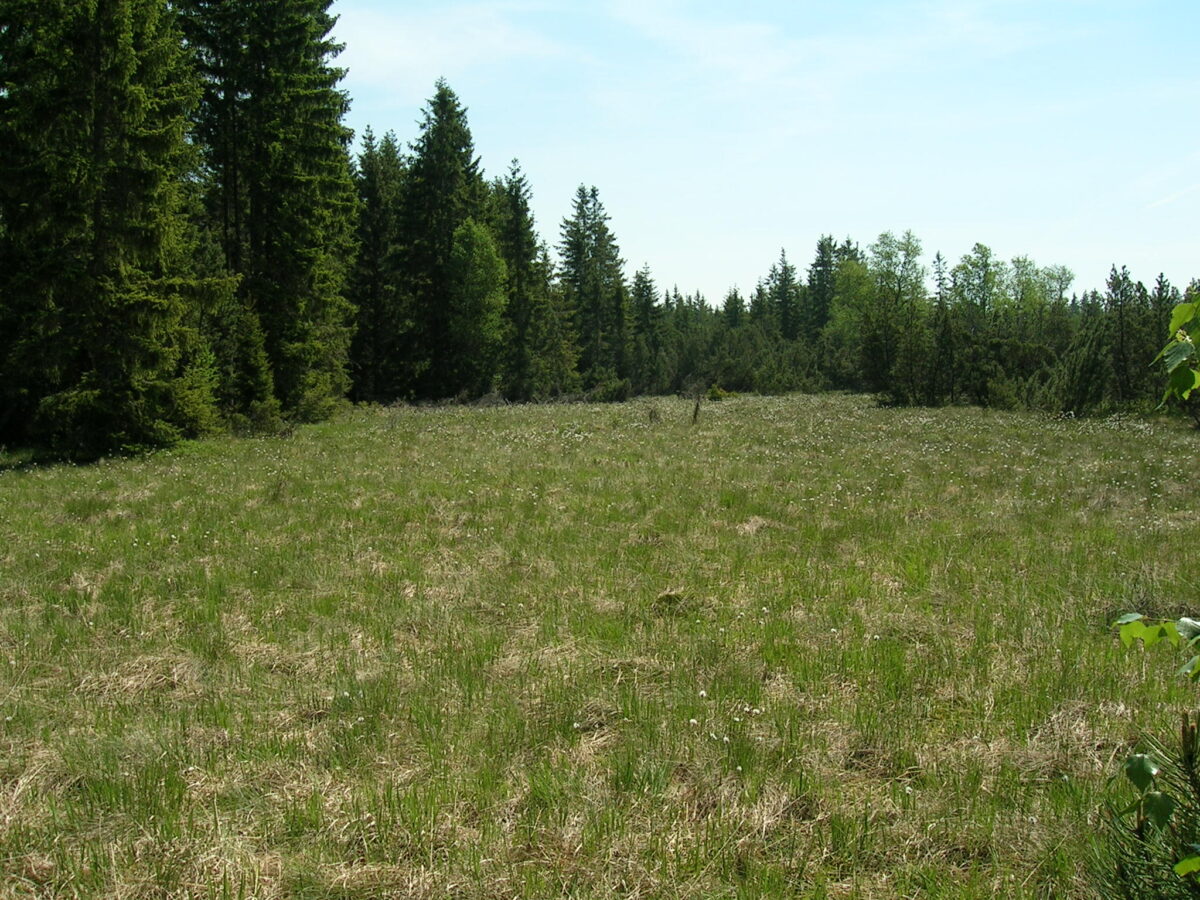 Blick über eine Pfeifengraswiese bis zum umgebenden Wald im Tanner Moor, Blick auf Bäume im Tanner-Moor, das größte Kiefernhochmoor Österreichs.