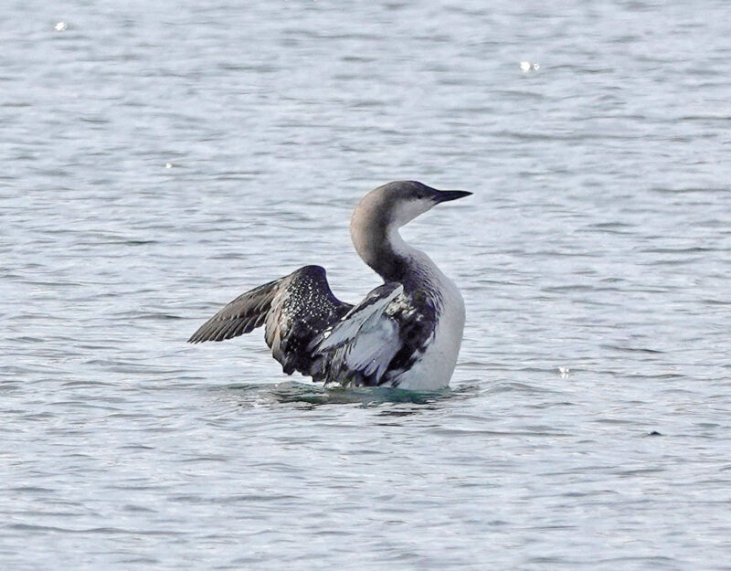 Das Foto zeigt einen Prachttaucher, der zur Hälfte aus dem Wasser ragt und seine Flügel spreizt. Das Gefieder wirkt aus der Entfernung betrachtet zweifarbig. Die Körperoberseite ist insgesamt dunkel, die Körperunterseite dagegen weiß.
