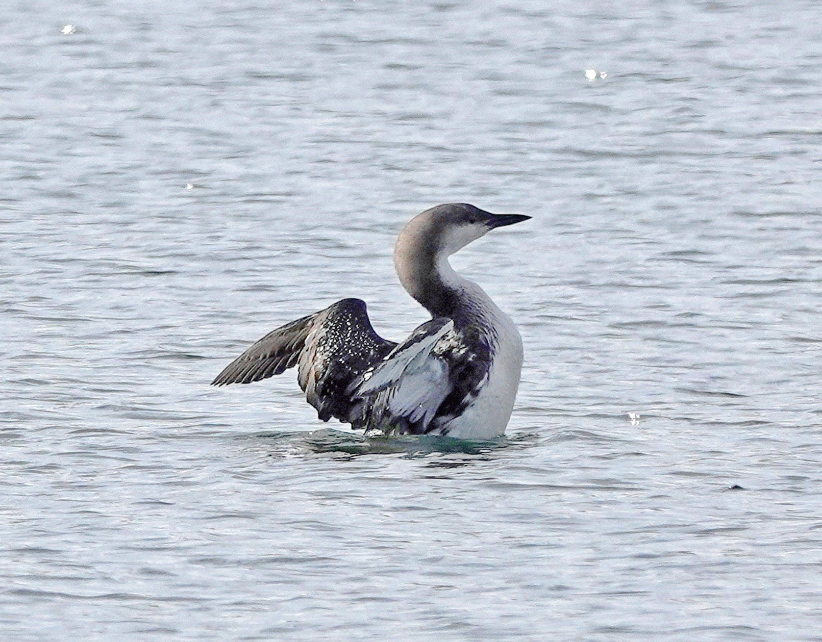 Das Foto zeigt einen Prachttaucher, der zur Hälfte aus dem Wasser ragt und seine Flügel spreizt. Das Gefieder wirkt aus der Entfernung betrachtet zweifarbig. Die Körperoberseite ist insgesamt dunkel, die Körperunterseite dagegen weiß.