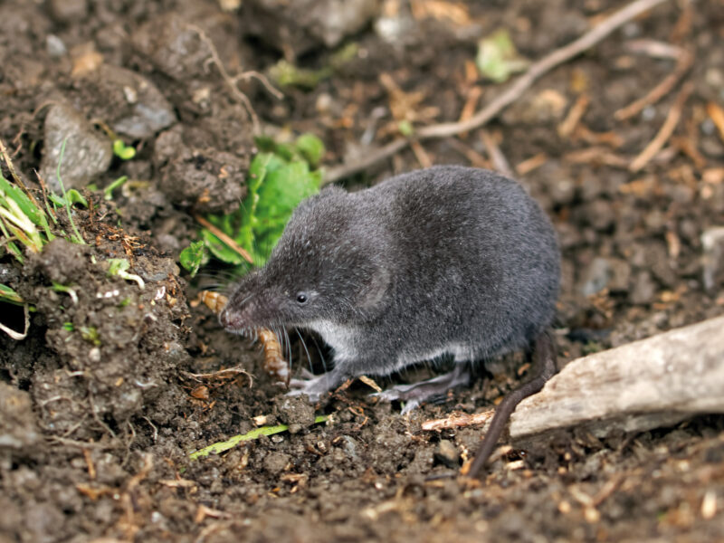 Eine Sumpfspitzmaus mit gräulichem Fell, das am Bauch heller, fast weiß ist, von oben auf einem krümeligen Erdboden fotografiert