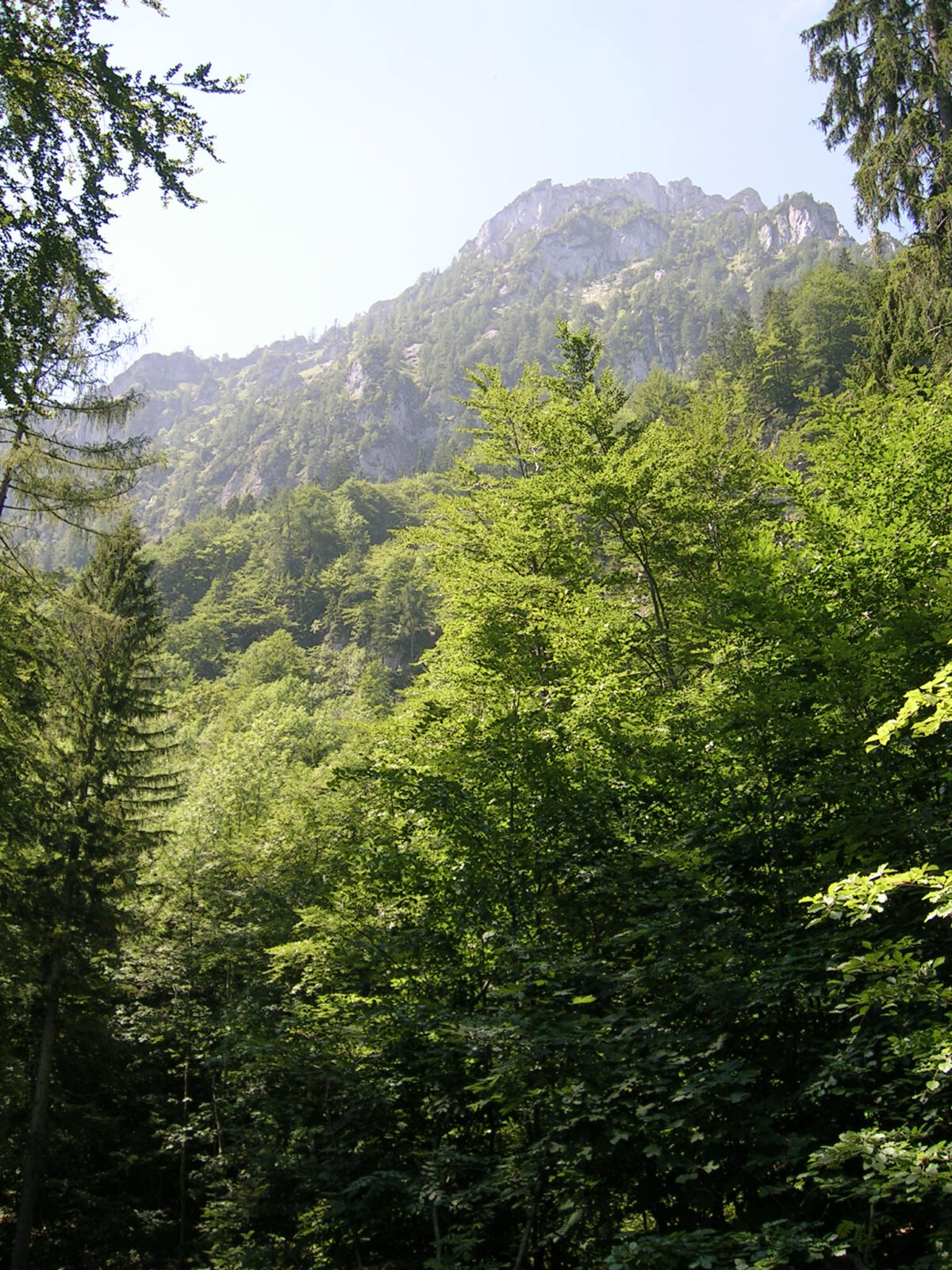 Im Vordergrund ein Wald, der Blick richtet sich von unten über bewaldetes Gestein in Richtung Himmel auf den Grat des Traunsteins