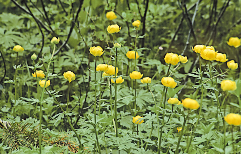 Das Bild zeigt mehrere Pflanzen der Europa-Trollblume (Trollius europaeus) in einer Wiese. Die leuchtend gelben Blüten sind kugelförmig und stehen auf langen, grünen Stielen. Umgeben von tiefgrünen, gefingerten Blättern.