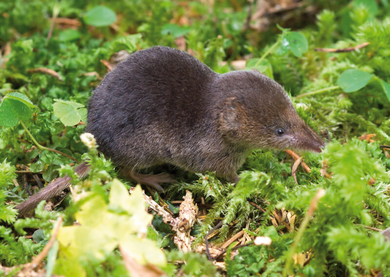 Waldspitzmaus blickt nach rechts, man sieht schön ihre spitze Nase und das kleine, schwarze Knopfauge, sie sitzt im Moos, von oben fotografiert