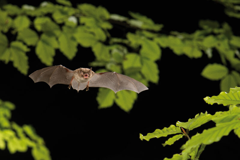 Das Foto zeigt eine fliegende Wasserfledermaus zwischen grünen Blättern