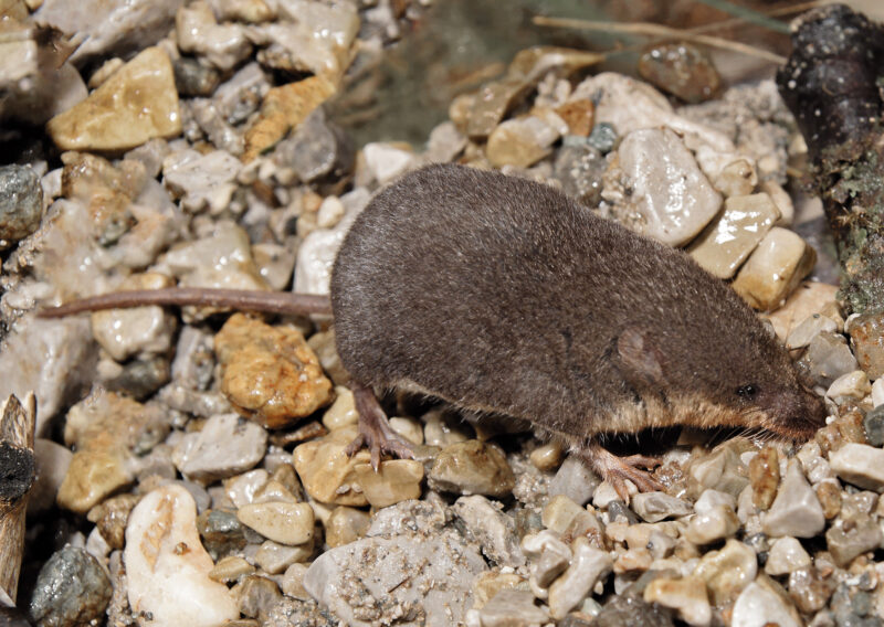 Das Bild zeigt eine Wasserspitzmaus im Bachbett auf Steinen von oben. Das Fell ist oben von dunklem Grau-Braun, am Bauch hellbraun