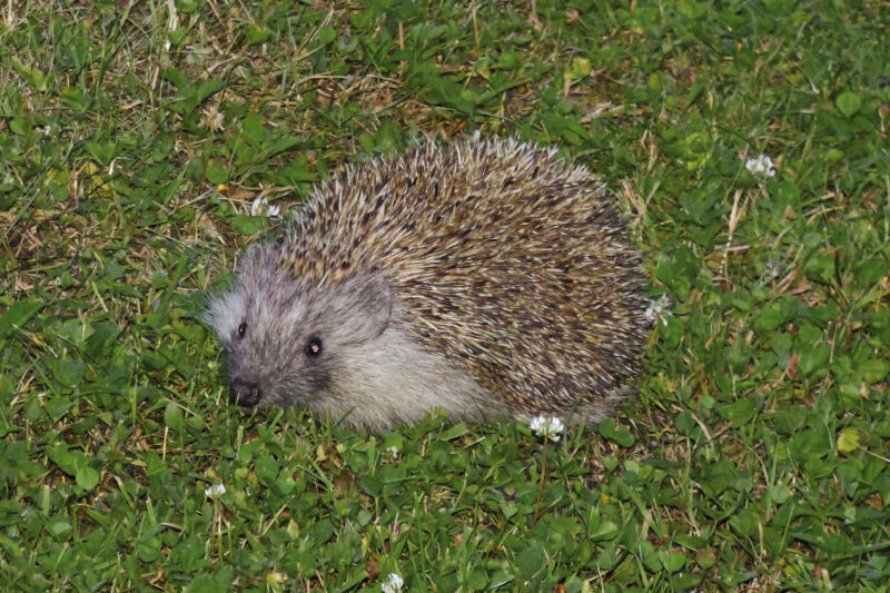 Weißbrustigel mit den typischen hell-dunkel gebänderten Stacheln sitzt in einer grünen Wiese, Blick in die Kamera