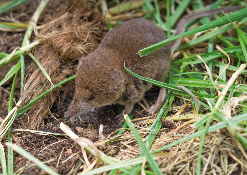 Eine Zwergspitzmaus mit hellbraunem Fell, fotografiert auf abgestorbenen braunen Grashalmen mit ein paar grünen Halmen der Wiese, von oben fotografiert ist die lange Nase und der lange Schwanz erkennbar