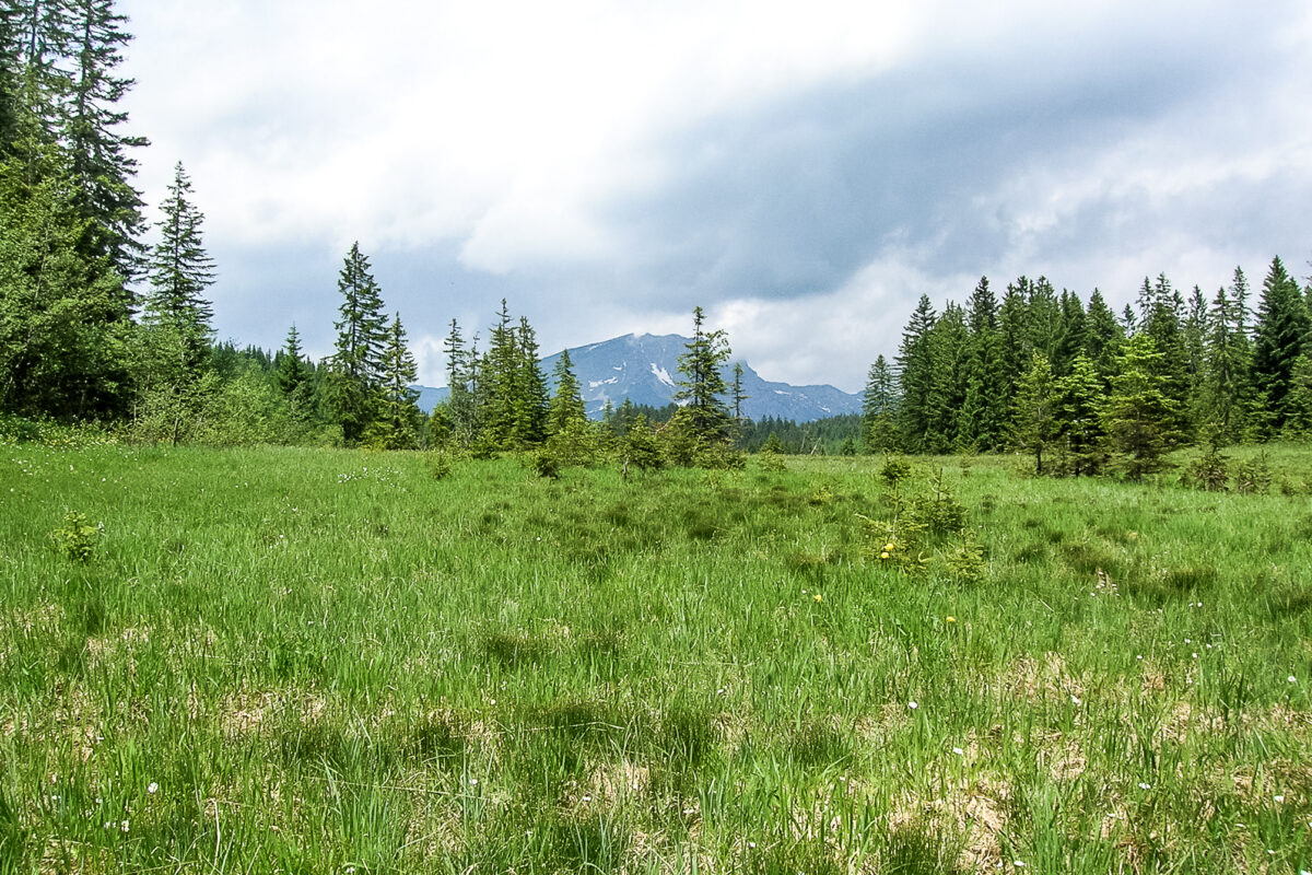 Grüne Wiese des Hornspitzmoore im Vordergrund mit Blick auf einen Berggipfel hinter einer Baumgruppe