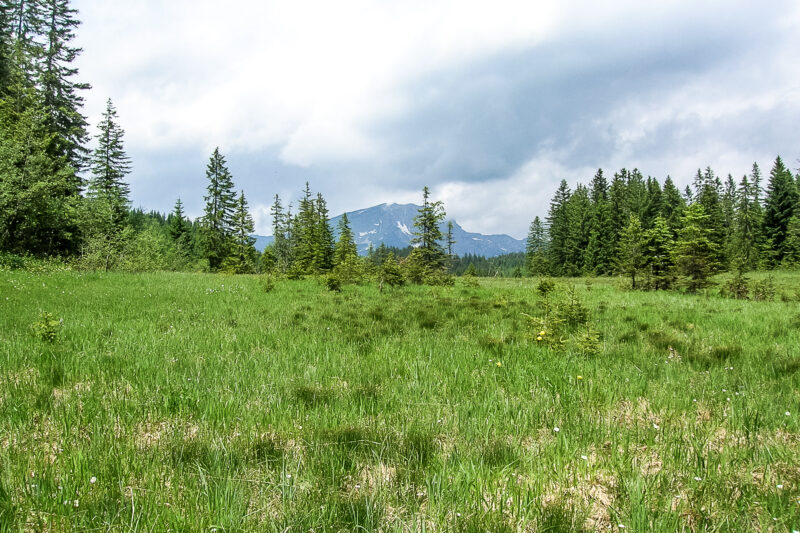 Grüne Wiese des Hornspitzmoore im Vordergrund mit Blick auf einen Berggipfel hinter einer Baumgruppe