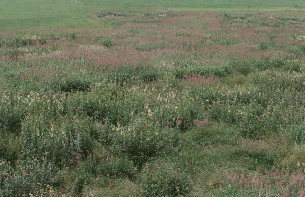 Niedriges Buschwerk mit zarten Blüten im Naturschutzgebiet Koaserin