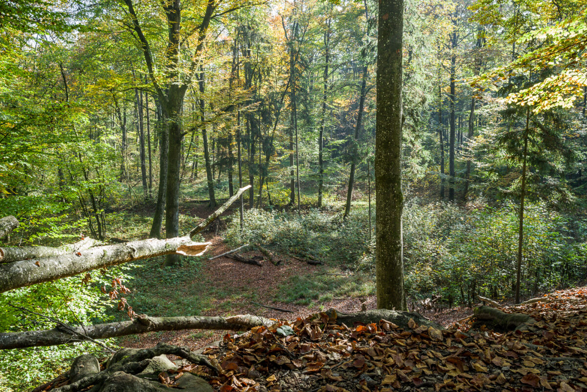 Weg durch die bewaldete Au an der Unteren Traun mit einem umgestürzten dünnen Baum im Vordergrund und laubbedecktem Waldboden