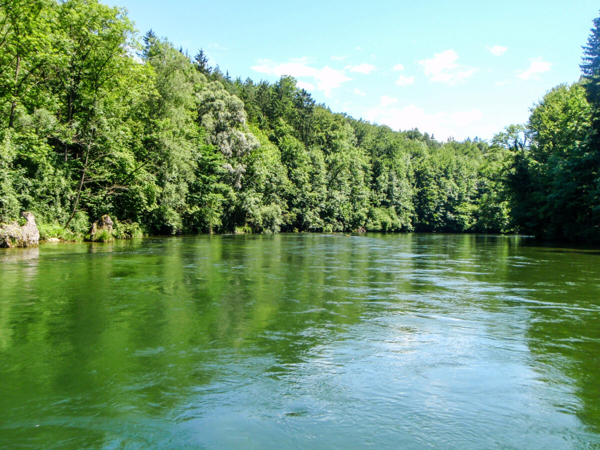Blaues Wasser der Traun im Vordergrund mit Blick auf bewaldetes Ufer auf der linken Seite an der Unteren Traun