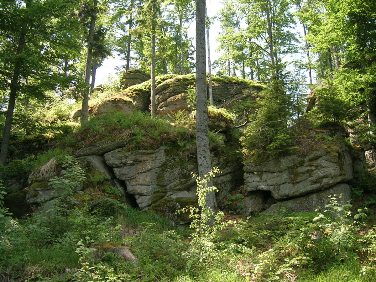 Gerader Blick auf sehr großen Gesteinsbrocken, eine sogenannte Wollsackformation, inmitten von Bäumen im Tanner-Moor, das größte Kiefernhochmoor Österreichs.