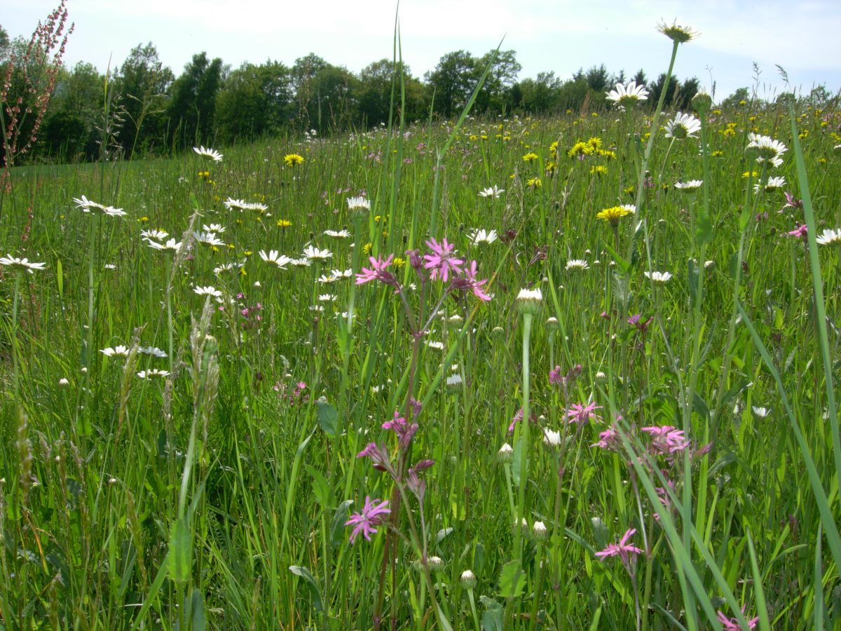 Blumenwiese